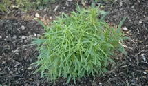 Artemisia dracunculus