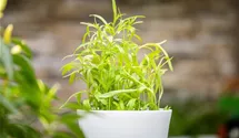 Artemisia dracunculus