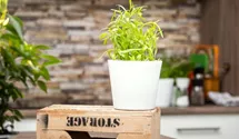 Artemisia dracunculus