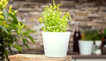 Artemisia dracunculus