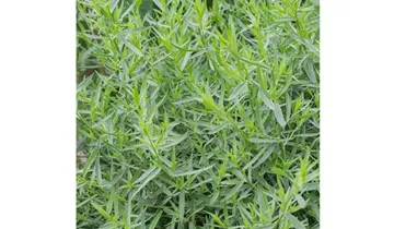 Artemisia dracunculus