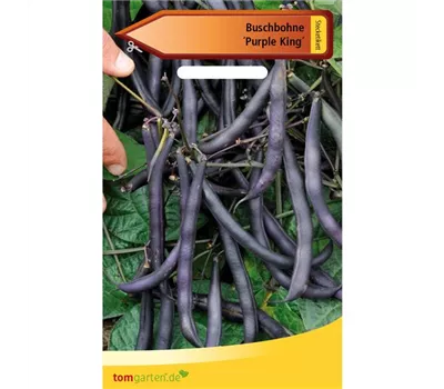 Buschbohne 'Purple King' Buschbohne 'Purple King'