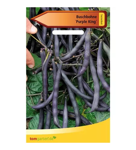 Buschbohne 'Purple King'