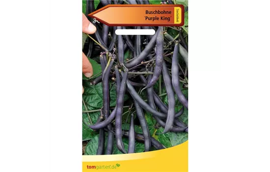 Buschbohne 'Purple King' Buschbohne 'Purple King'