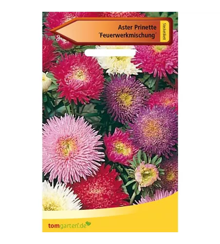Sommeraster 'Prinette Feuerwerkmischung'