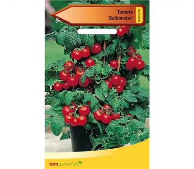 Buschtomate 'Balkonstar' Buschtomate 'Balkonstar'