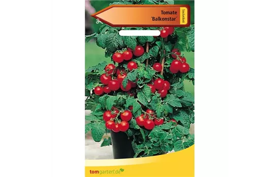 Buschtomate 'Balkonstar' Buschtomate 'Balkonstar'