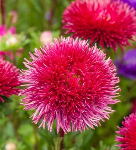 Straußenfelder-Aster 'Prachtmischung'