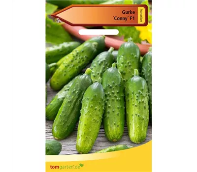 Einlegegurke 'Conny F1' Einlegegurke 'Conny F1'
