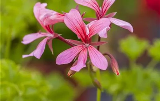 Hängegeranie 'Ville de Paris Rosa' Hängegeranie 'Ville de Paris Rosa'