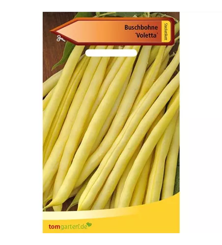Wachs-Busch-Bohne 'Voletta'