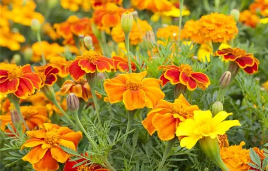 Tagetes 'Espana Mix' Tagetes 'Espana Mix'