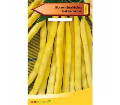Busch-Bohne 'Golden Teepee' Busch-Bohne 'Golden Teepee'