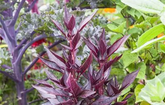 Rotblättriger Fuchsschwanz