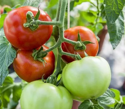 Tomate 'Harzfeuer F1'