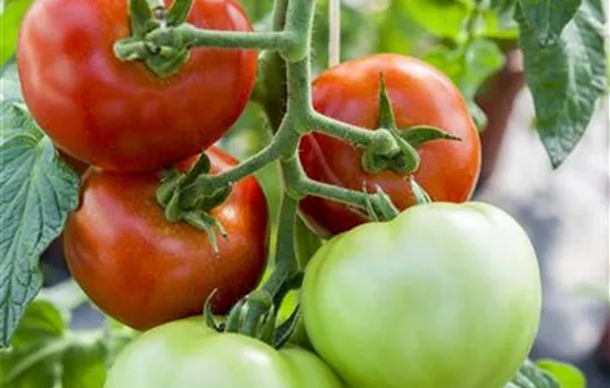 Tomate 'Harzfeuer F1' Tomate 'Harzfeuer F1'