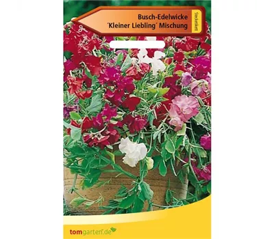 Duftwicke 'Kleine Liebling' Duftwicke 'Kleine Liebling'