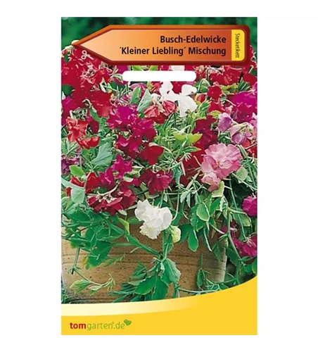 Duftwicke 'Kleine Liebling'