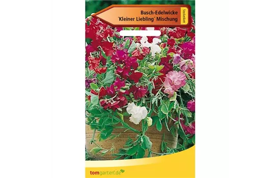 Duftwicke 'Kleine Liebling' Duftwicke 'Kleine Liebling'