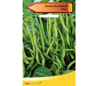 Busch-Bohne 'Maxi' Busch-Bohne 'Maxi'