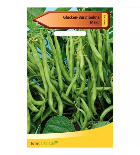 Busch-Bohne 'Maxi'