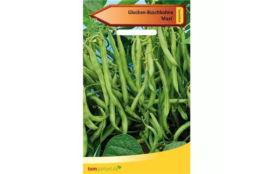 Busch-Bohne 'Maxi' Busch-Bohne 'Maxi'