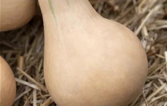 Moschus-Kürbis 'Butternut' Moschus-Kürbis 'Butternut'