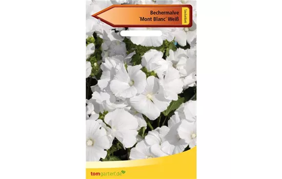 Bechermalve 'Mont Blanc'