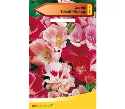 Atlasblume Atlasblume