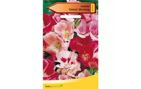 Atlasblume Atlasblume