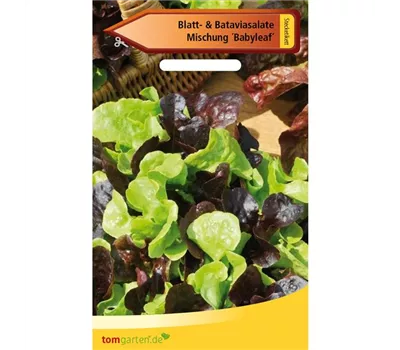 Babyleaf-Salat Babyleaf-Salat