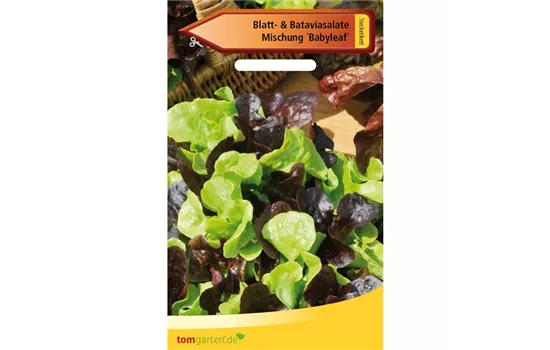 Babyleaf-Salat Babyleaf-Salat
