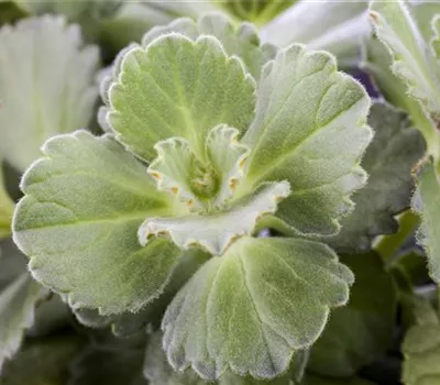 Buntnessel 'Verpiss-Dich® Cat' Buntnessel 'Verpiss-Dich® Cat'