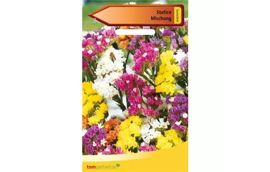 Strandflieder Strandflieder