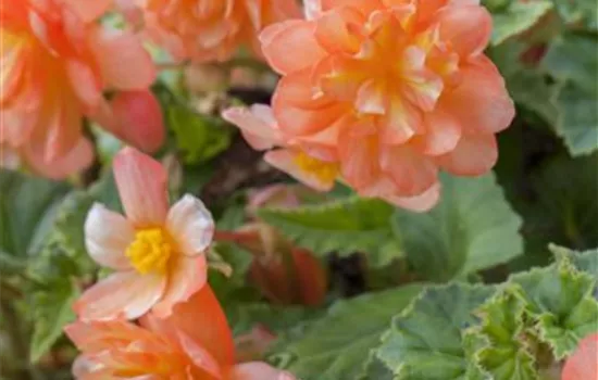 Girlanden-Begonie 'Illumination® Apricot' Girlanden-Begonie 'Illumination® Apricot'