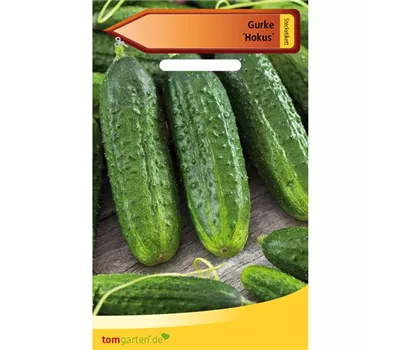 Gurke 'Hokus' Gurke 'Hokus'