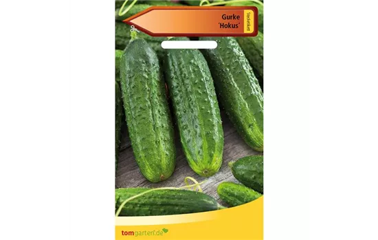 Gurke 'Hokus' Gurke 'Hokus'