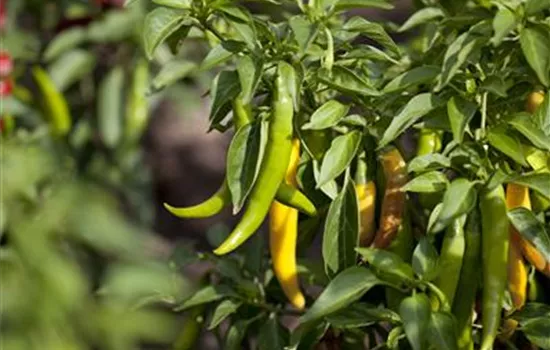 Peperoni 'Fireflame F1' Peperoni 'Fireflame F1'