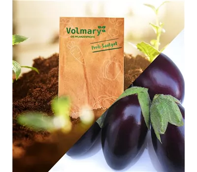 Aubergine 'Diamond Purple'