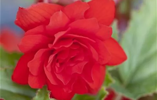 Girlanden-Begonie 'Illumination'® Girlanden-Begonie 'Illumination'®