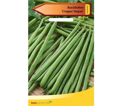 Busch-Bohne 'Cropper Teepee' Busch-Bohne 'Cropper Teepee'