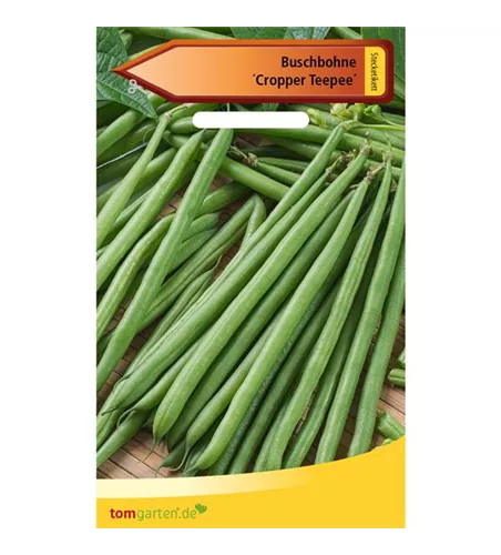 Busch-Bohne 'Cropper Teepee'