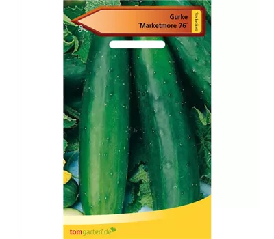 Gurke 'Marketmore' Gurke 'Marketmore'