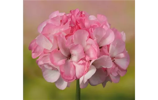 Stehende Geranie 'Grandeur® Power Blush' Stehende Geranie 'Grandeur® Power Blush'