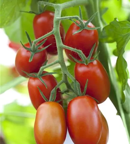 Roma-Tomate 'Bolstar Sensatica'
