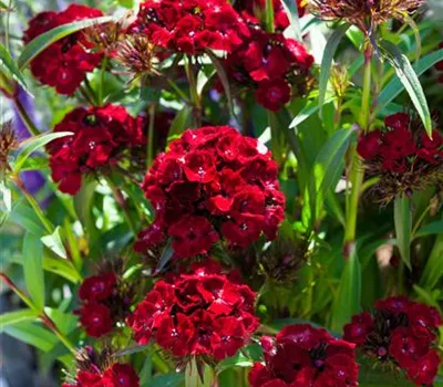 Gefüllte Bartnelke Gefüllte Bartnelke