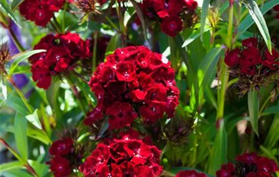 Gefüllte Bartnelke Gefüllte Bartnelke