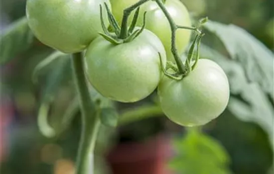 Tomate 'Phantasia' Tomate 'Phantasia'
