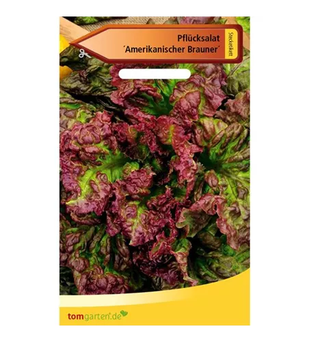 Pflücksalat 'Amerikanischer Brauner'