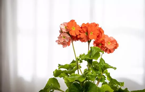 Frühlingsprimel 'Touch Me® Dark Orange'